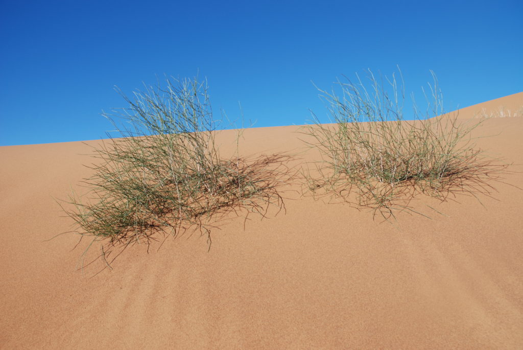 Plantes Awarache